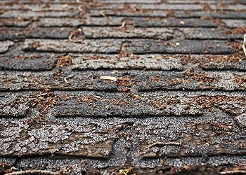 Roen Roofing Images